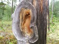 Henke GerdaEwalisa o natur 028.jpg