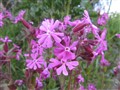 Orrspel 105.jpg