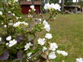 2014-06-29 11.57.47 mindre - Kopia.jpg