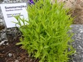 2014-06-29 12.04.17 mindre - Kopia.jpg