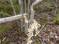2015-05-14 09.56.04 Naturstig 2.jpg